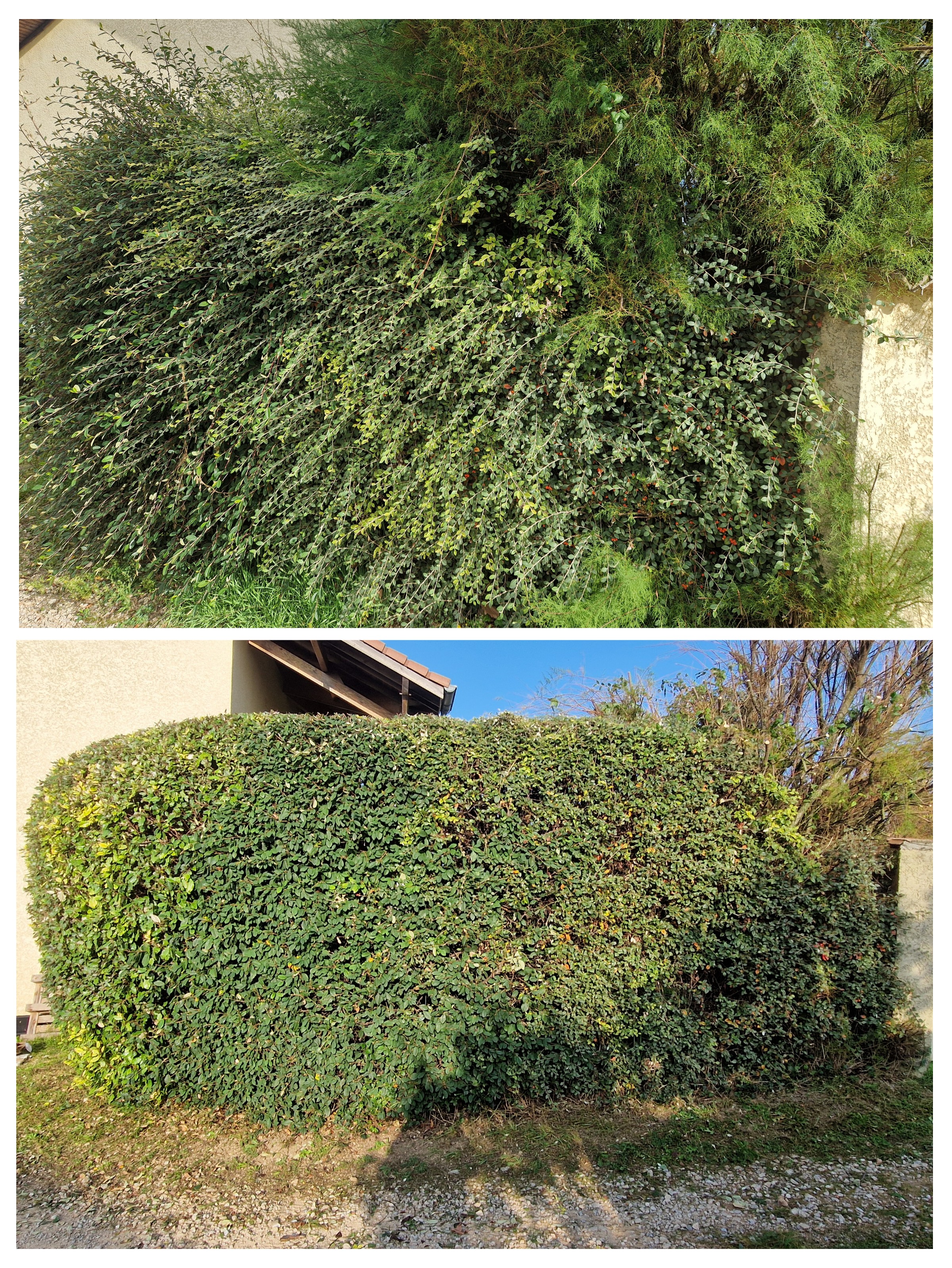 Taille de haie